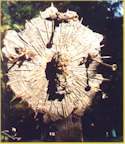 Revelation_th.jpg (5235 bytes)